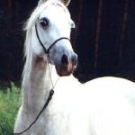 Dijala<br />&copy; Zofia Raczkowska