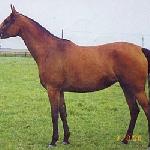 Dajana - Dajana, siepień 1998