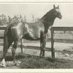 Emperor of Norfolk