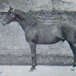 Isinglass