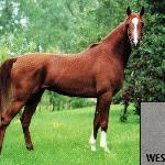 Western