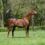 Panonia - Panonia 2015<br />&copy; Stuart Vesty