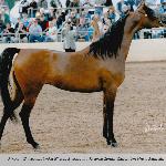 Pinga - Scottsdale 2010<br />&copy; Wojciech Kwiatkowski