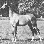 Perełka