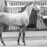 Maharadscha