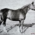 Grechiha (Гречиха)