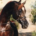 Sharem El Sheikh