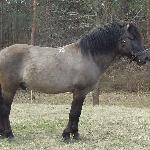 Metys