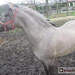 Nabucco