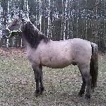 Nabucco