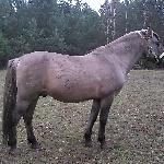 Nabucco