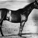 Eifel ex Torero