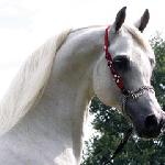 Wadim<br />&copy; Onsala Arabians