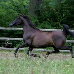 Wróżka<br />&copy; Lutetia Arabians