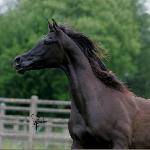 Wróżka<br />&copy; Lutetia Arabians