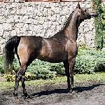 Wieżyca