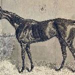 Gladiateur