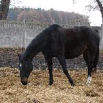 Newada<br /><i>Kadyny 10.11.2009 r.</i>
