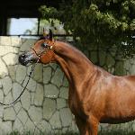 Demeter
