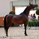 Foggia - Foggia 2015<br />&copy; Anna Pyzara-Nakoniechnaia