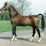 Renovo