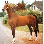 Renovo
