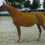 Elżunia