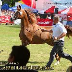 Elmina - Elmina 2009<br />&copy; Irina Filsinger