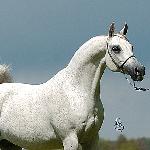 Eria - Eria 2005<br />&copy; Stuart Vesty