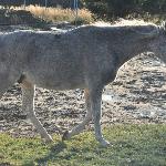 Zbroja Fata