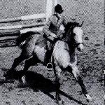 Kolibri