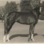 Sapina
