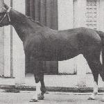 Sapina
