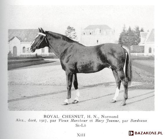 Royal Chesnut