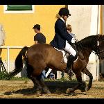 Patyna / Platyna - Stadl-Paura, Austria 2009r.<br />&copy; Katarzyna Wrześniak