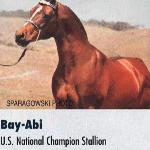 Bay-Abi