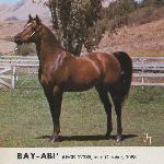 Bay-Abi