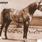 Raseyn