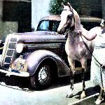 Raseyn - *Raseyn (Skowronek x Rayya by Rustem) and Gladys Brown Edwards at the Kellogg Ranch