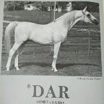 Dar