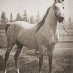 Ferseyn