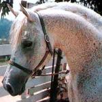 Ferseyn