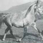 Szarża