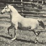 Szarża