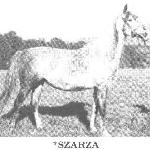 Szarża