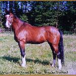 Dżentelmen - ogier Dżentelmen, rok 2000<br />&copy; Stajnia Gorzeń