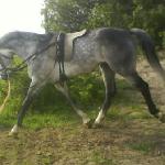 Sir Balisco<br /><i>Wrocław, 2009</i>