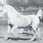 Cisawica