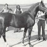 Zancudo