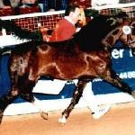 Constantin